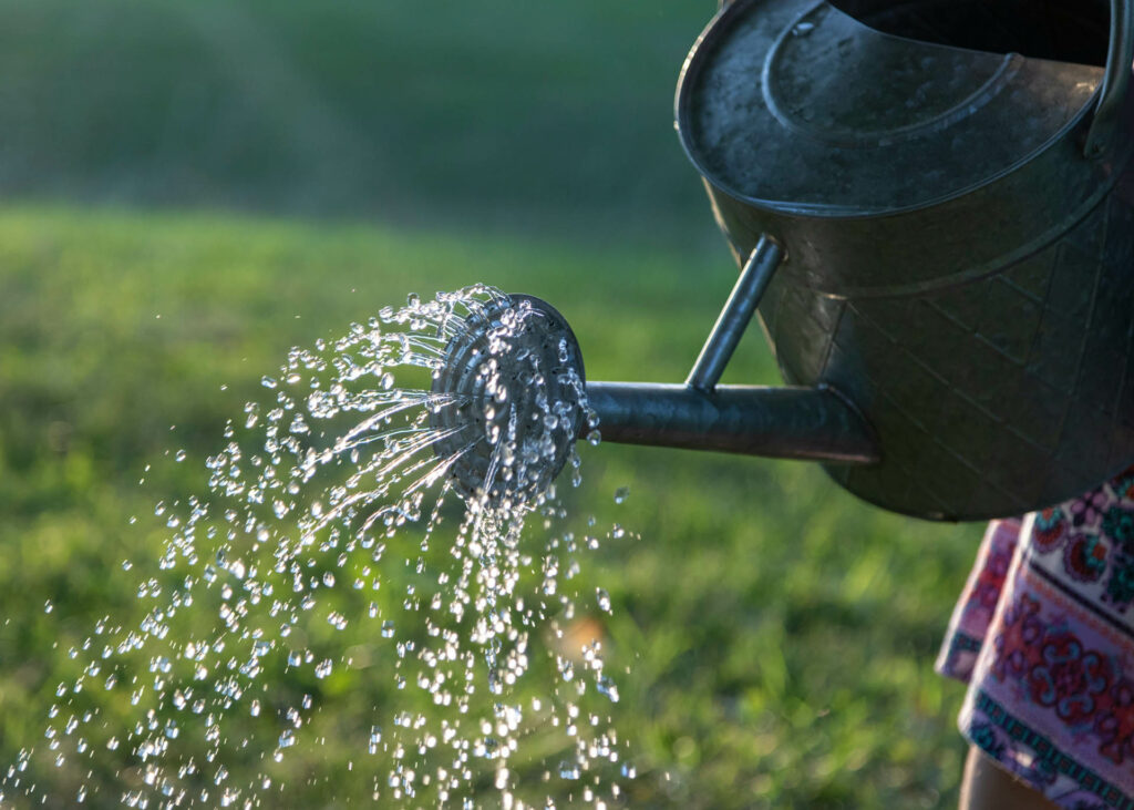 summer watering in northern va